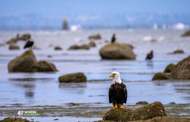 More Than 100 Eagles in 1 Place