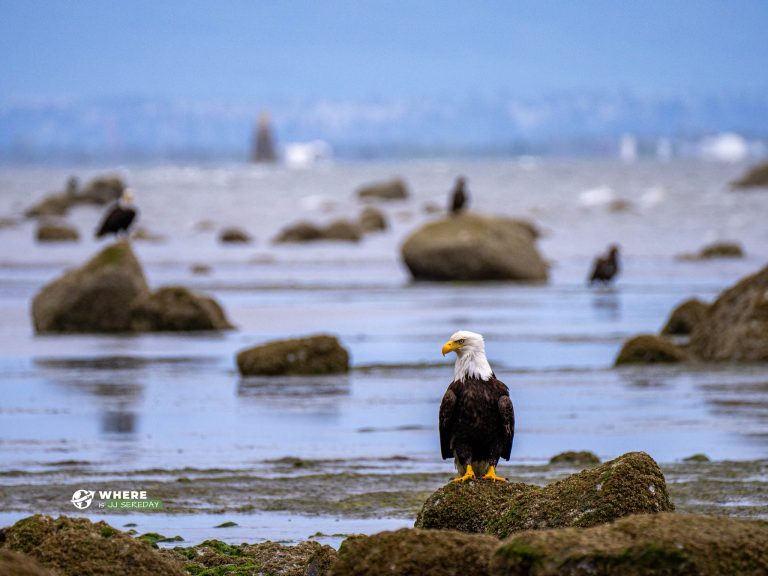 More Than 100 Eagles in 1 Place